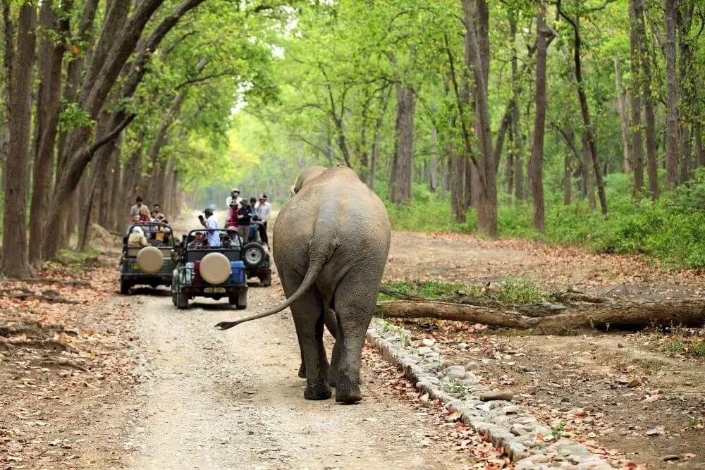 Corbett National Park
